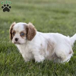 Clark, Cavalier King Charles Spaniel Puppy